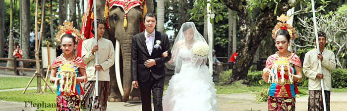 巴厘岛大象公园婚礼视频